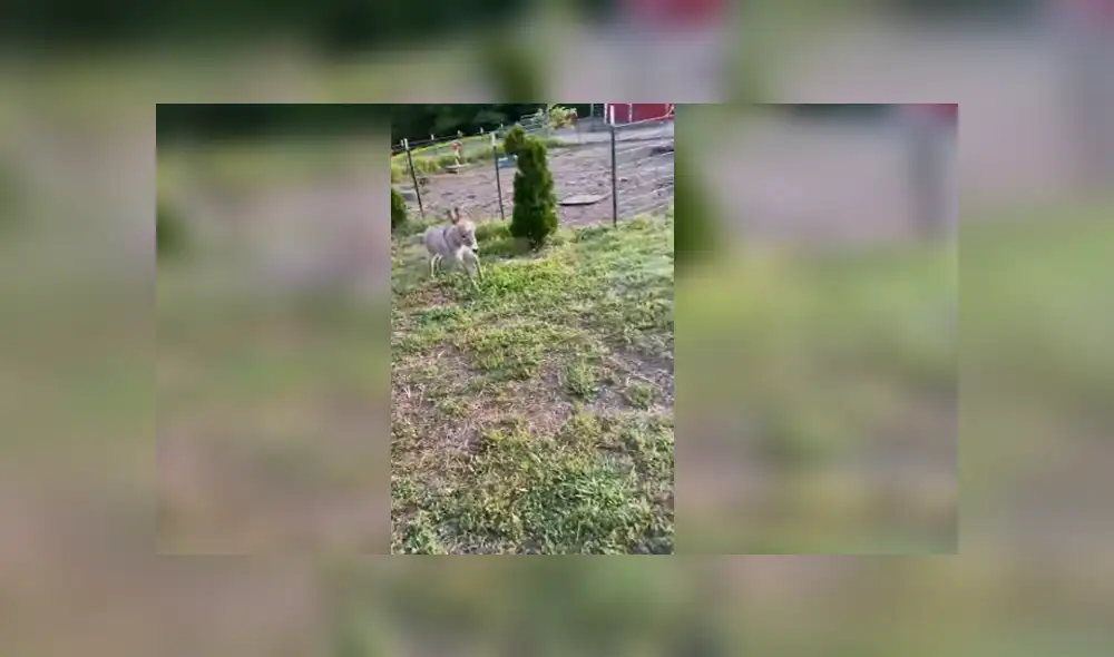 Desliza para ver los detalles de este gracioso video viral de Facebook. Foto: Captura. Desliza para ver los detalles de este gracioso video viral de Facebook. Foto: Captura.