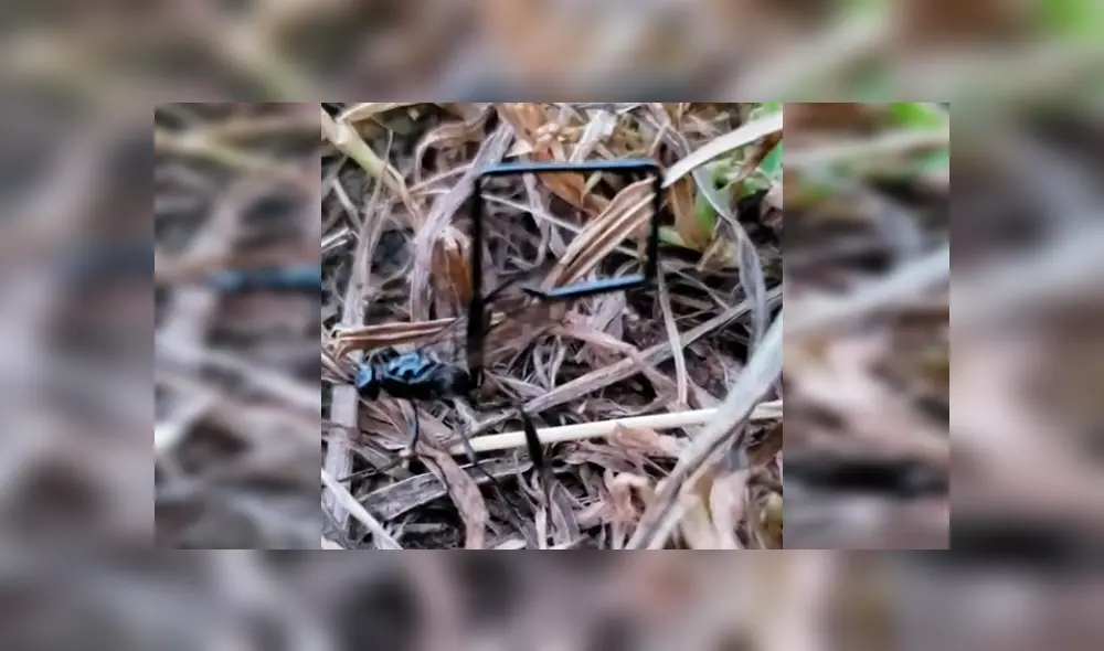 Encuentra terrorífica criatura negra en bosque, se acerca y descubre algo anormal en su cuerpo [VIDEO] 
