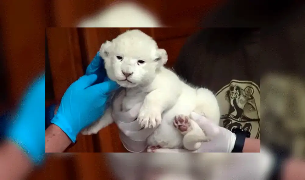 Curioso león blanco nace en un zoológico de Hungría