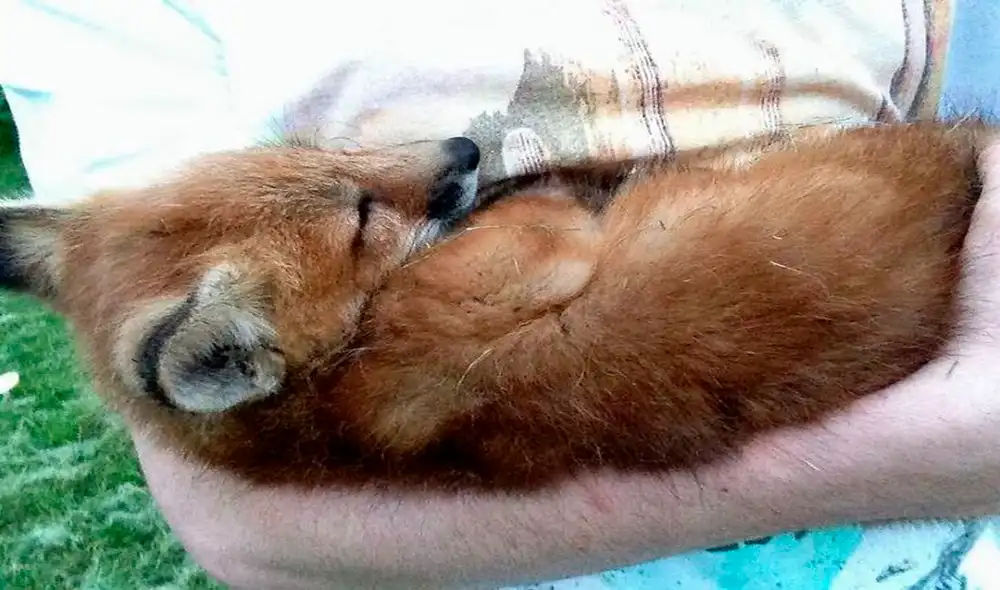 Desliza las imágenes para ver el rotundo cambio de vida de un zorro que iba a ser sacrificado para convertirse en abrigo. Foto: Facebook Desliza las imágenes para ver el rotundo cambio de vida de un zorro que iba a ser sacrificado para convertirse en abrigo. Foto: Facebook