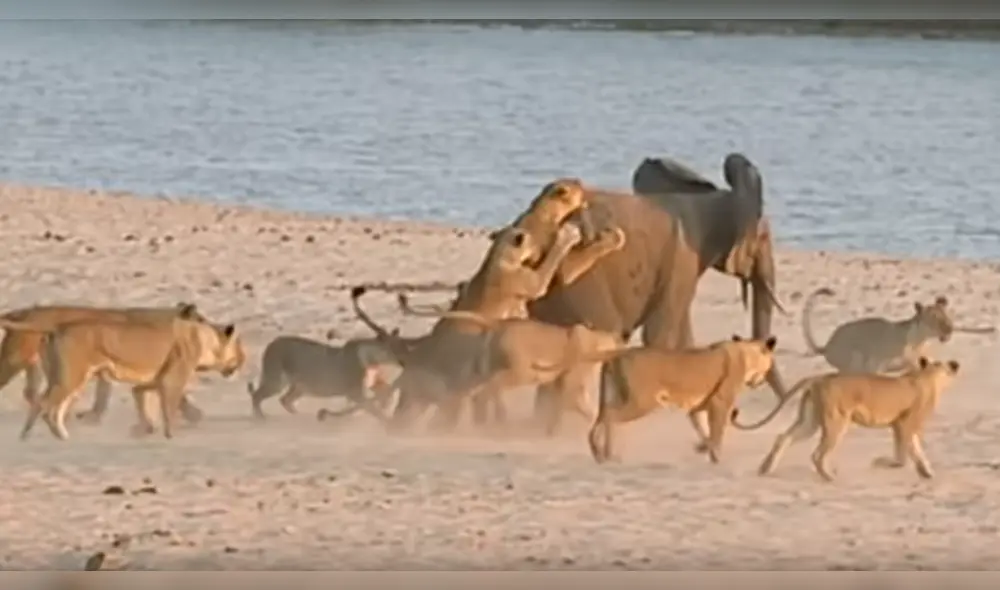 YouTube viral: bebé elefante usa truco para no ser devorado por manada de hambrientos leones [VIDEO]