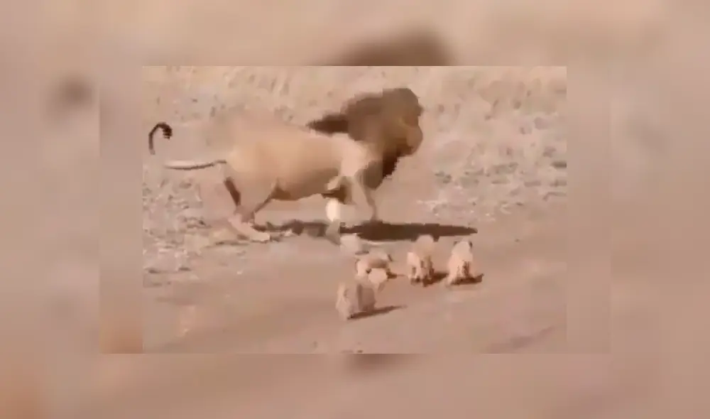 León se aleja de sus cachorros y ellos protagonizan conmovedor momento. León se aleja de sus cachorros y ellos protagonizan conmovedor momento.