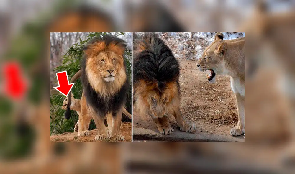 YouTube viral: León golpea a su cachorro, pero la madre lo descubre y le da su merecido [VIDEO] 