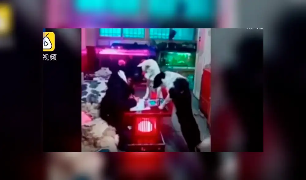YouTube viral: perro cuidar a hija de su dueño para que no se distraiga y usuarios quedan sorprendidos [VIDEO] 