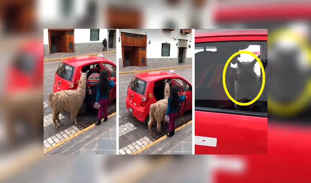 Facebook: llama es captada mientras sube a un taxi en Cusco y se vuelve viral [VIDEO]