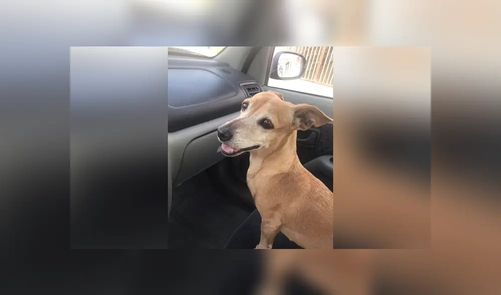 La perrita ofrece helados de diferentes saber para solventar los gastos de su caro tratamiento. Foto. Facebook