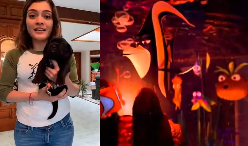 Desliza las imágenes para ver la curiosa parodia que hizo este cachorro y su dueña de una famosa escena de Buscando a nemo. Foto: captura de TikTok/ Sarahi Bustos Desliza las imágenes para ver la curiosa parodia que hizo este cachorro y su dueña de una famosa escena de Buscando a nemo. Foto: captura de TikTok/ Sarahi Bustos