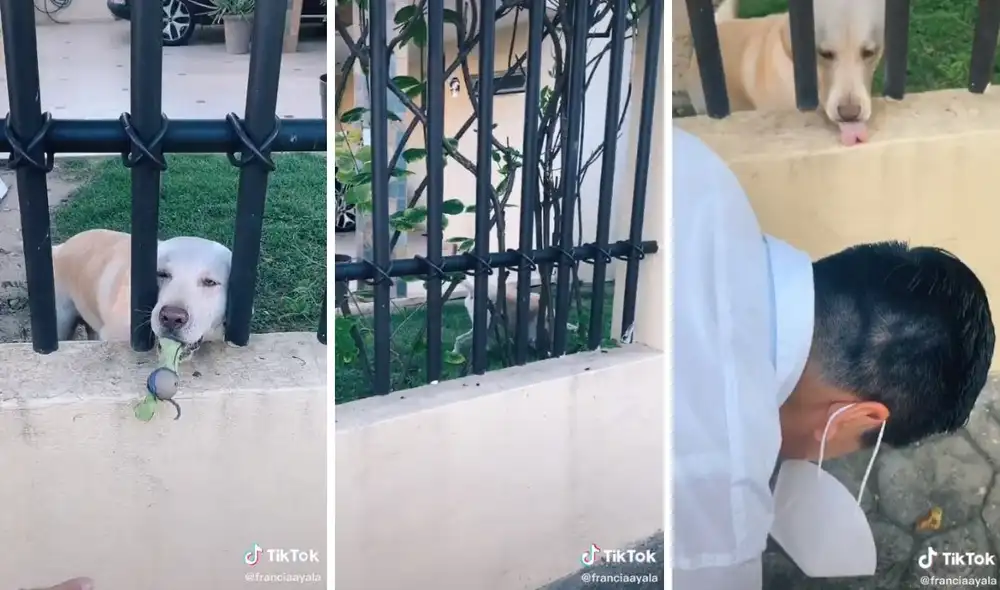 No importa con quién. Solo quiere jugar. Foto: captura de TikTok.