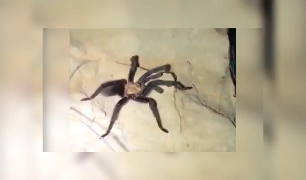 Facebook viral: Chico madruga para ir al baño y se topa con peligrosa criatura que lo quería atacar [VIDEO] 