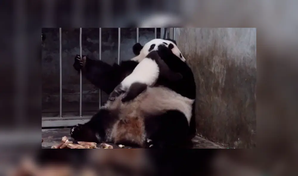 En YouTube, una mamá oso panda brindó unas emotivas caricias a su pequeña cría dentro de un recinto. En YouTube, una mamá oso panda brindó unas emotivas caricias a su pequeña cría dentro de un recinto.