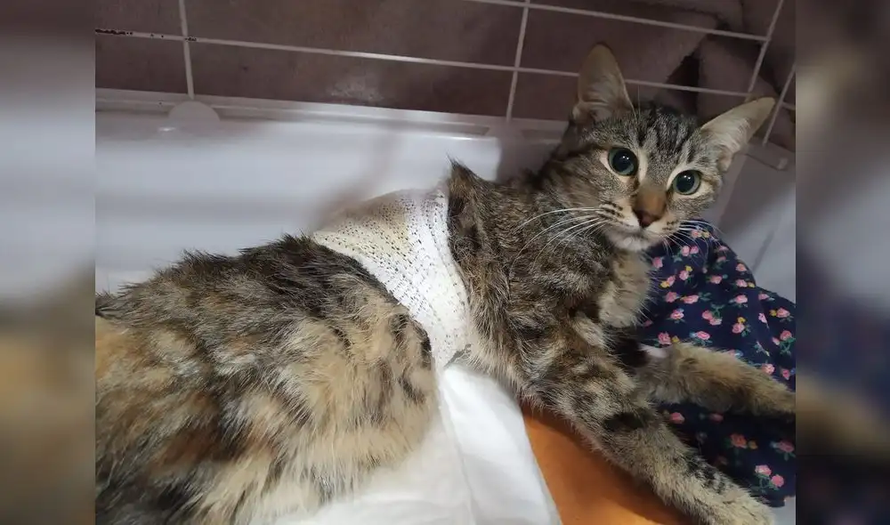 Un refugio denuncia el desgarrador" caso de maltrato animal que sufrió una gata. Foto: Difusión. Un refugio denuncia el desgarrador" caso de maltrato animal que sufrió una gata. Foto: Difusión.