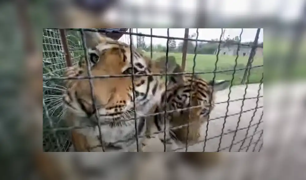 Desliza hacia la izquierda para ver las imágenes del viral de Facebook. Desliza hacia la izquierda para ver las imágenes del viral de Facebook.