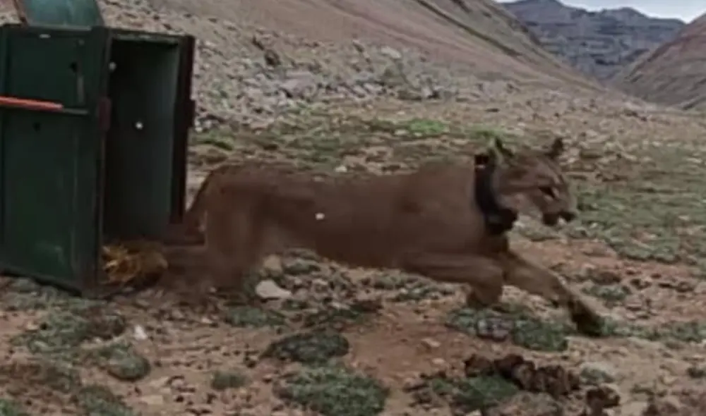 Puma es liberado en su habitad natural tras ser hallado transitando por calles de Ayacucho