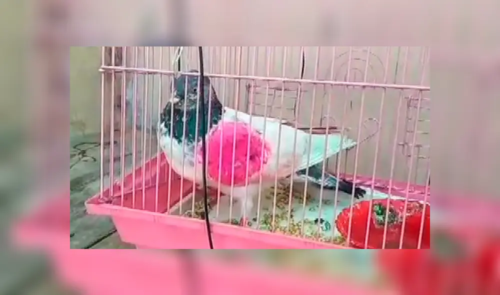 Una paloma se encuentra bajo custodia de la Policía en la India al ser acusada de “espionaje”. Una paloma se encuentra bajo custodia de la Policía en la India al ser acusada de “espionaje”.