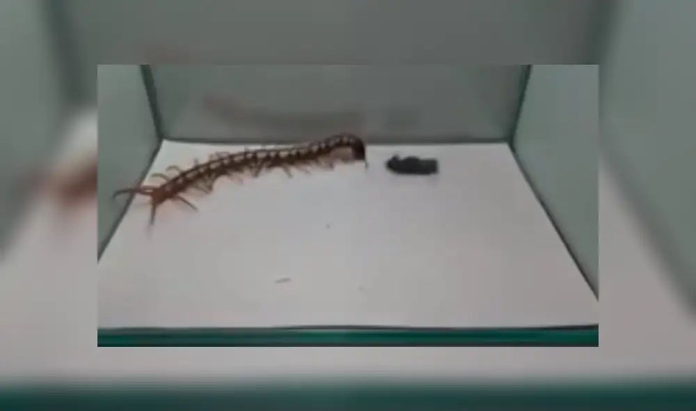 Facebook Viral: Este ciempiés creyó que podría ganar la batalla ante esta cucaracha pero nada salió como pensaba