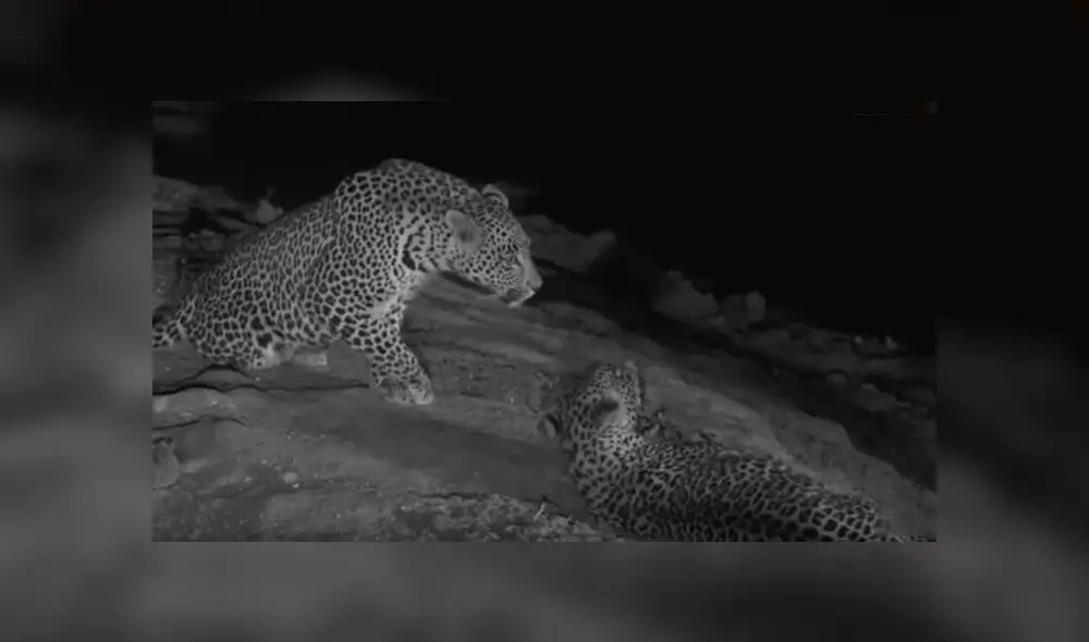 Desliza hacia la izquierda para ver el conmovedor reencuentro de leopardos que se hizo viral en YouTube. Desliza hacia la izquierda para ver el conmovedor reencuentro de leopardos que se hizo viral en YouTube.