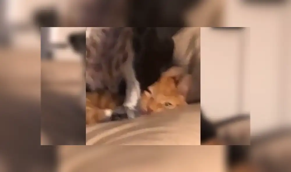 En Facebook, un chico estaba desesperado por encontrar a su gato y supo que su perro lo escondió. En Facebook, un chico estaba desesperado por encontrar a su gato y supo que su perro lo escondió.