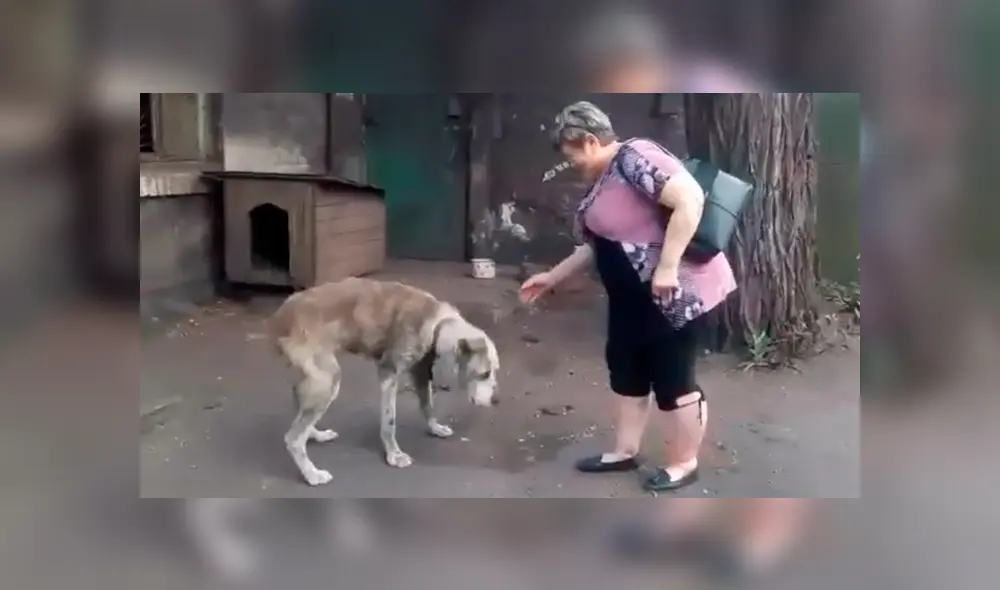 Conmovedor reencuentro de un perro con su dueña hace llorar a usuarios.