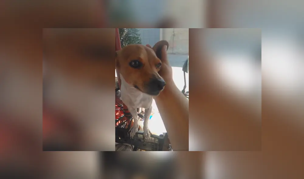 Desliza las imágenes para apreciar el tierno comportamiento de un perro para estar con su dueño en el trabajo. Fotocaptura: Facebook.