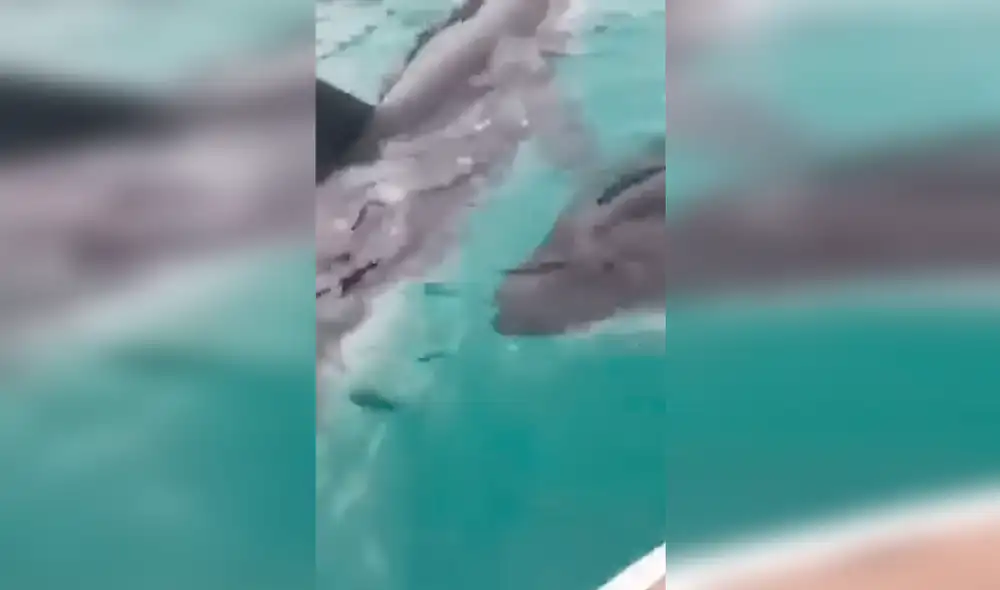 Desliza las imágenes para a la madre orca ayudando a los pescadores a salvar a su bebé. Foto: Facebook