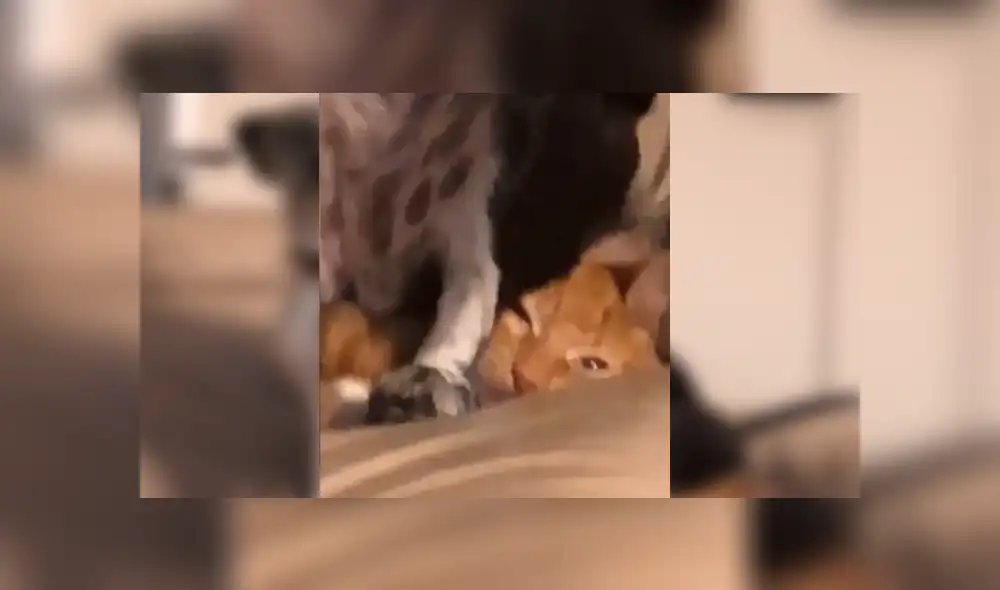 En Facebook, un chico estaba desesperado por encontrar a su gato y supo que su perro lo escondió. En Facebook, un chico estaba desesperado por encontrar a su gato y supo que su perro lo escondió.