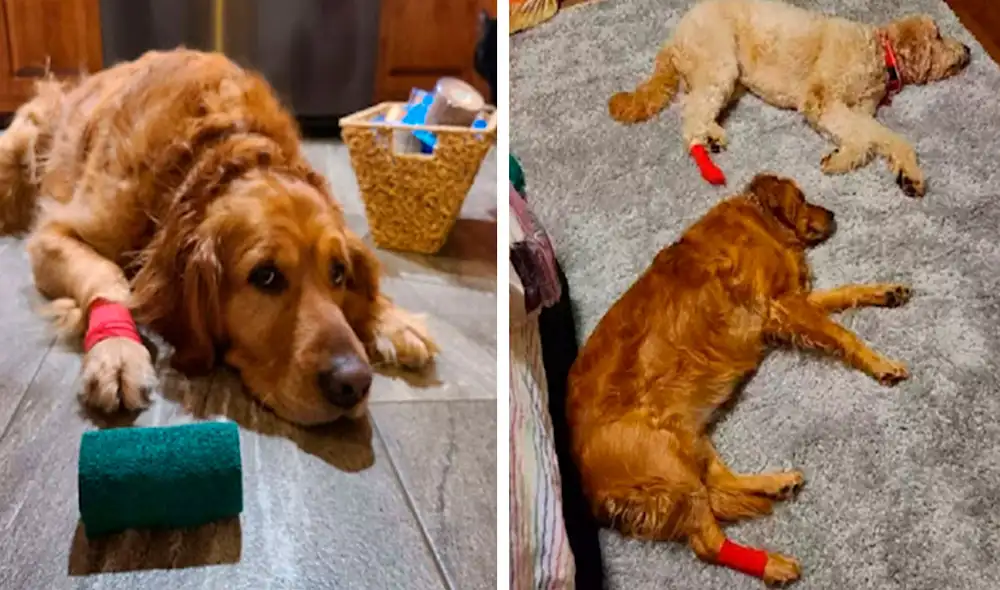Una mujer tuvo que colocar una venda en la pata de su perrita para que estuviera tranquila, debido a que se puso celosa de su ‘hermano’. Foto: Carrie Bartsh/ Facebook