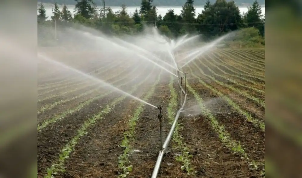 El 2050 para producir suficientes alimentos se necesitará 35% más agua, alerta la FAO El 2050 para producir suficientes alimentos se necesitará 35% más agua, alerta la FAO