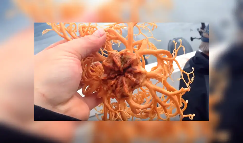 Hombre atrapa a misteriosa criatura del mar y queda aterrado al ver que tiene decenas de ‘brazos’ [VIDEO] 