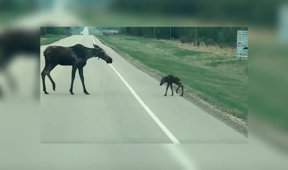 Facebook viral: Mamá alce para el tránsito de una carretera para ayudar a cruzar a su crío [VIDEO]