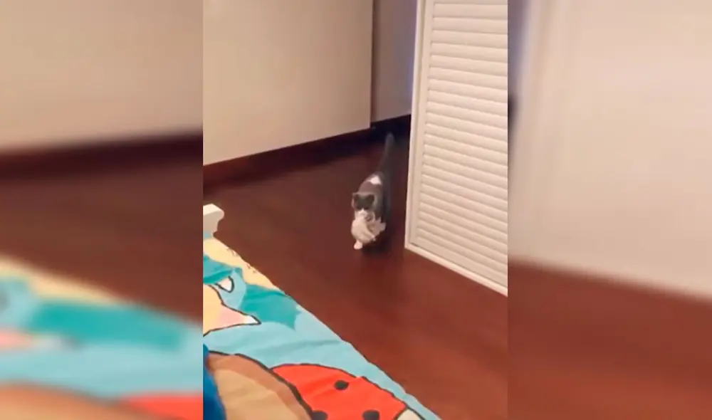 Desliza las imágenes para conocer el conmovedor gesto de una gata para que su dueña conozca a su bebé. Foto: Captura de Facebook