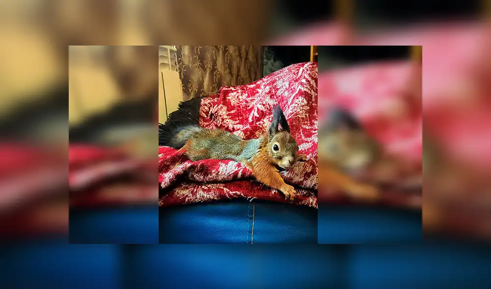 En Facebook, un joven cuidó de una pequeña ardilla que encontró en la calle y se volvió su mejor amigo.