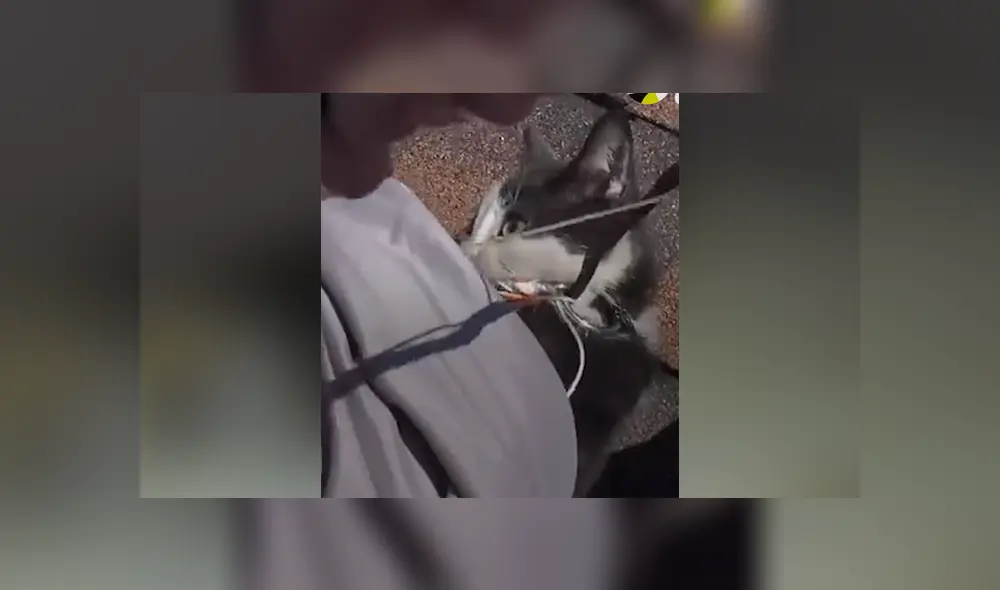 Unos rescatistas salvaron la vida del pequeño felino que estaba atorado en un hoyo. Foto: Facebook