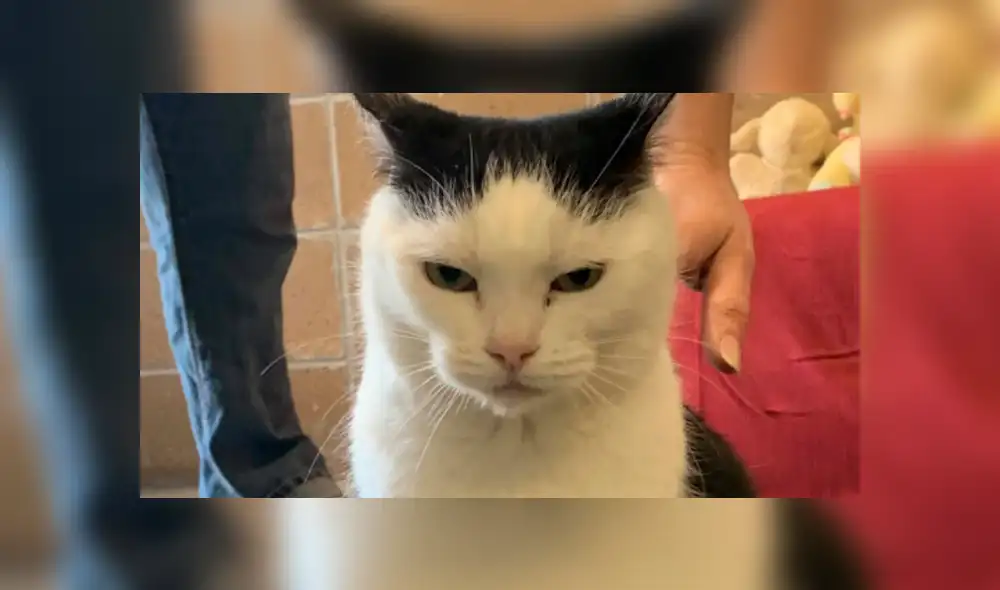 Perdita fue catalogada como "la peor gata del mundo", pero muchos quieren tenerla en casa.
