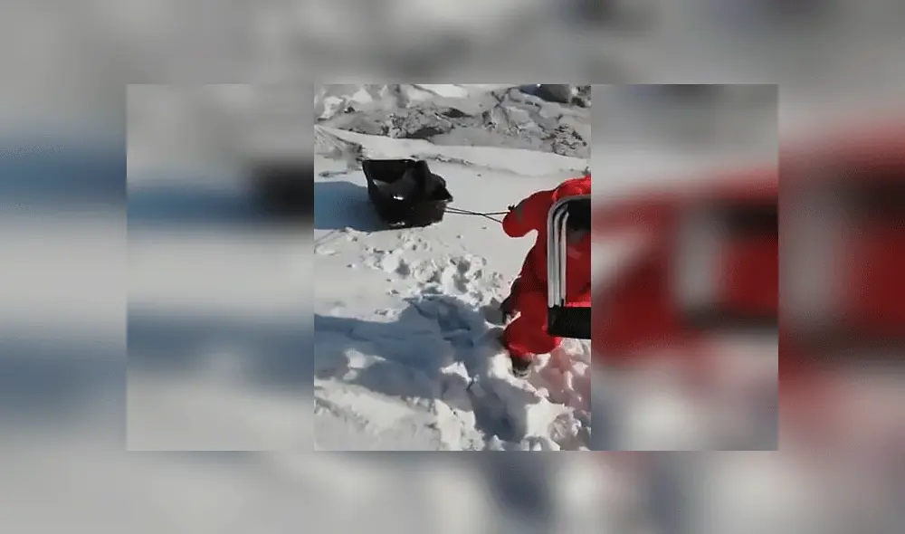 Intentaron rescatar a una foca bebé, pero terminaron provocándole la muerte [VIDEO]