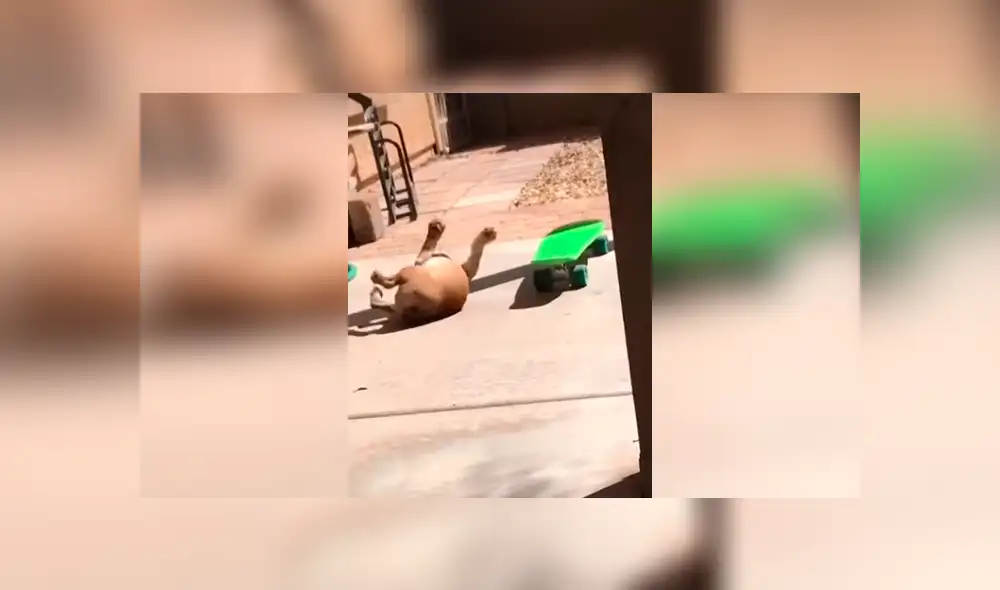 Desliza las imágenes hacia la izquierda para observar el esfuerzo de un perro para aprender a manejar una patineta.