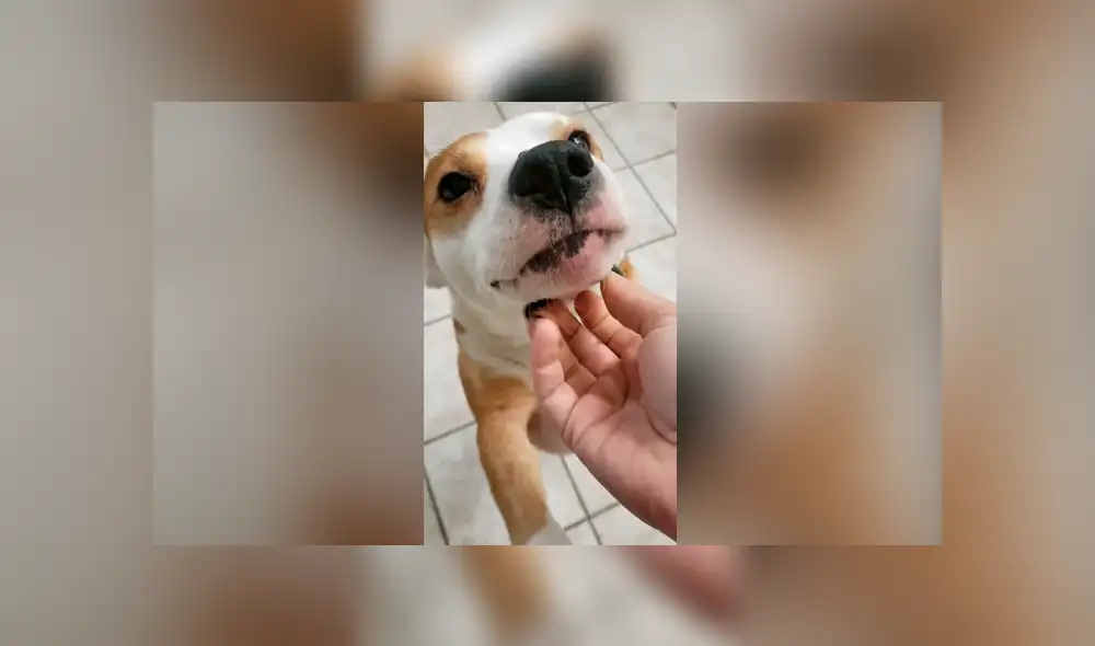 Facebook viral: intenta hacer sonreír a su perro y se lleva terrible susto Facebook viral: intenta hacer sonreír a su perro y se lleva terrible susto