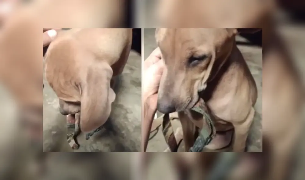 Desliza hacia la izquierda para ver más del video viral. Fotocaptura: YouTube Desliza hacia la izquierda para ver más del video viral. Fotocaptura: YouTube