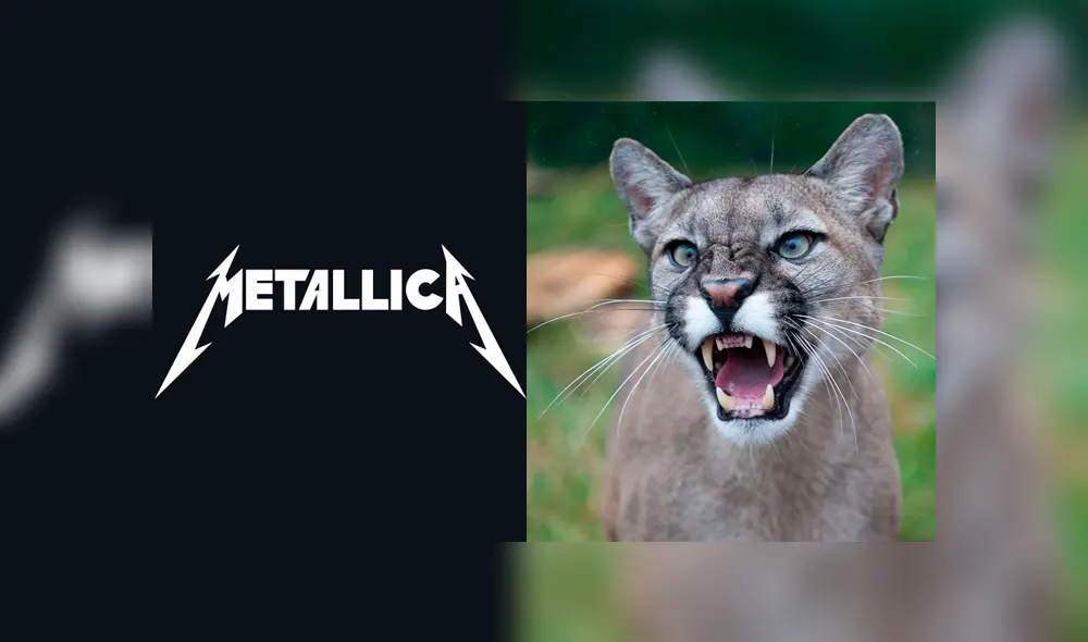 La mujer grabó el momento en el que el puma la acechaba. Foto: captura /LR