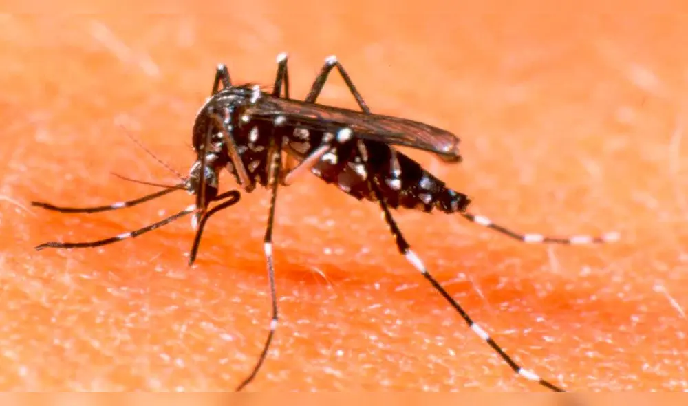 Salud: Seis recomendaciones para no contraer Dengue, Zika o Chikungunya Salud: Seis recomendaciones para no contraer Dengue, Zika o Chikungunya