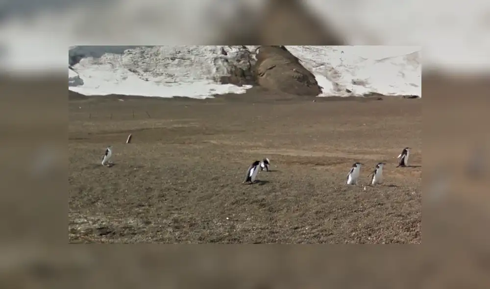 Google Maps viral: usuario capta una emocionante escena mientras 'recorría' la Antártida [FOTOS]