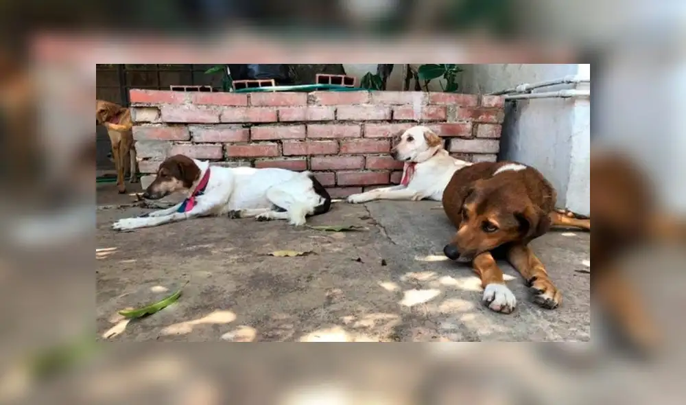 Crisis en Venezuela: ¿Cuál es la situación de las mascotas en el país? [VIDEO]
