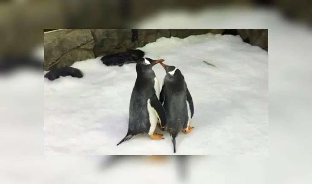 Bastó que le pongan el huevo frente al pingüino para que se encariñara con este. Foto: BioBio Bastó que le pongan el huevo frente al pingüino para que se encariñara con este. Foto: BioBio