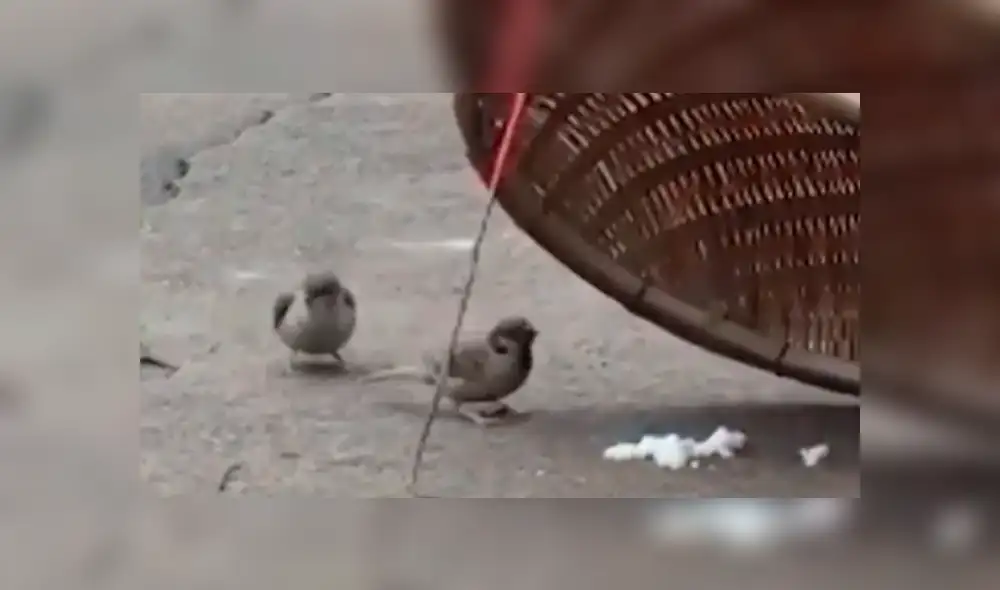 El pajarito se acercó para recoger la comida con su pico y darle de comer a la hembra. Foto: captura