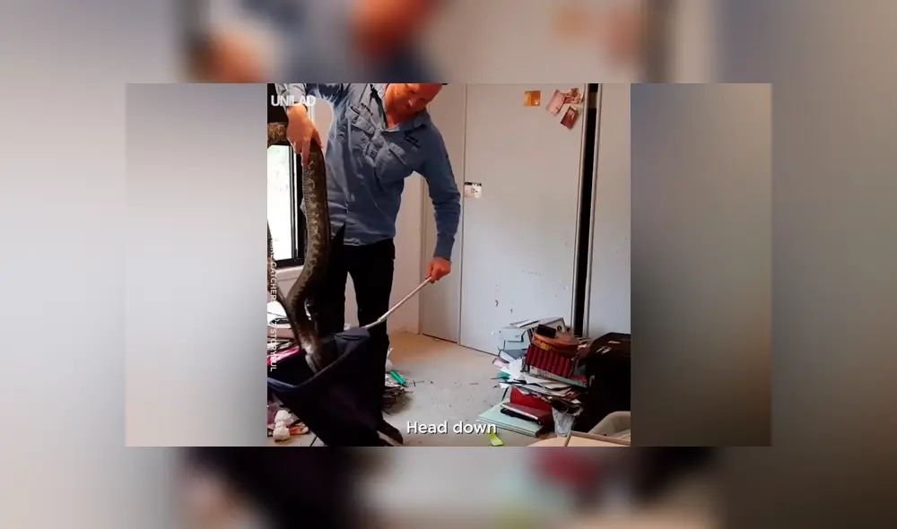 Escucha perturbador ruido en armario, lo abre y saca enorme reptil que lo ataca [VIDEO] 