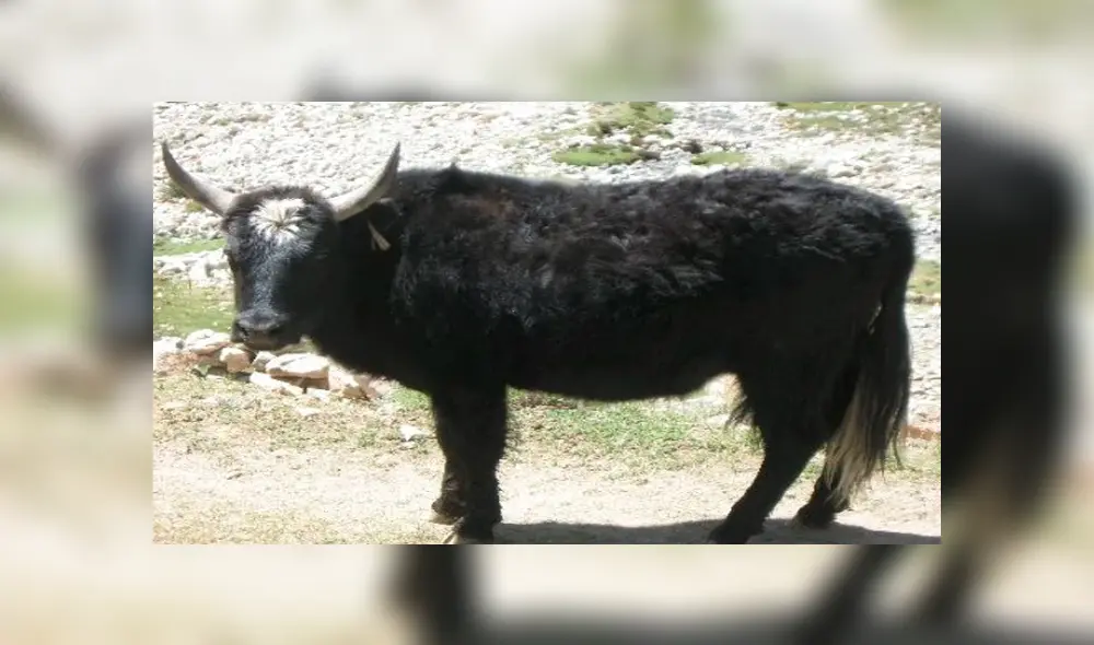 Desliza para ver el aspecto del híbrido que sorprendió a todos en YouTube. Foto: Captura. Desliza para ver el aspecto del híbrido que sorprendió a todos en YouTube. Foto: Captura.