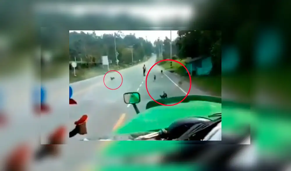 Chofer grabó la singular forma en que unos perros callejeros salen a su encuentro al saber que este les lleva comida Chofer grabó la singular forma en que unos perros callejeros salen a su encuentro al saber que este les lleva comida