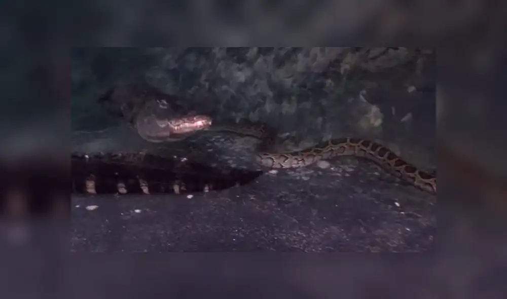 YouTube viral: buzo graba insólita pelea entre cocodrilo y serpiente que quería comérselo [VIDEO]
