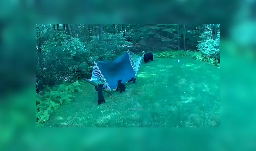 Una familia de osos invadieron el patio de una casa para jugar en una hamaca. Foto: YouTube Una familia de osos invadieron el patio de una casa para jugar en una hamaca. Foto: YouTube
