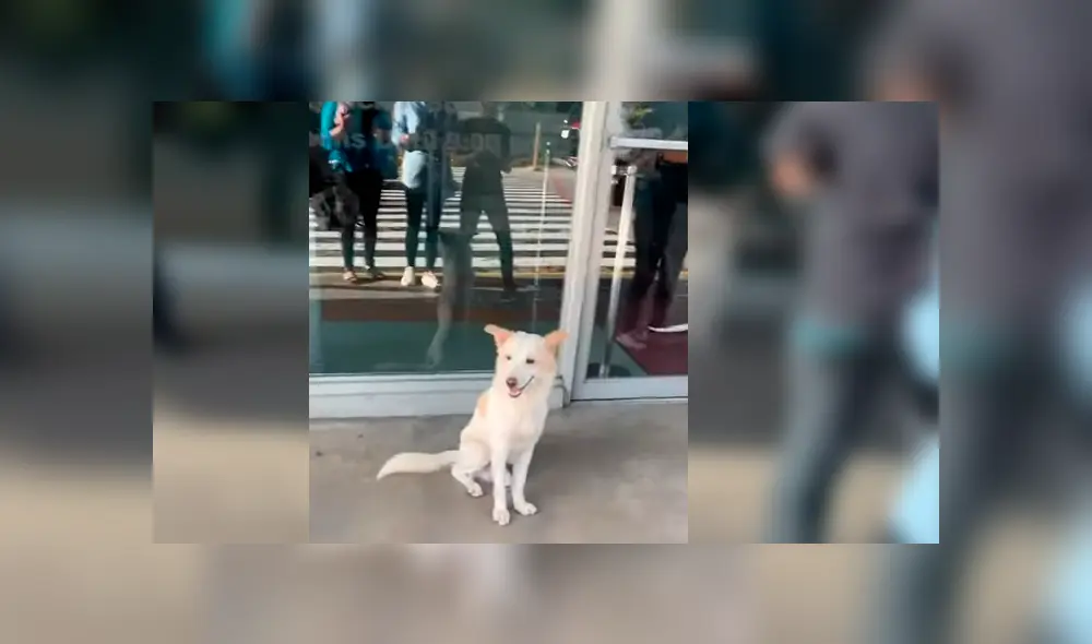 El can conmovió a miles de usuarios en YouTube con su particular conducta hacia su dueño