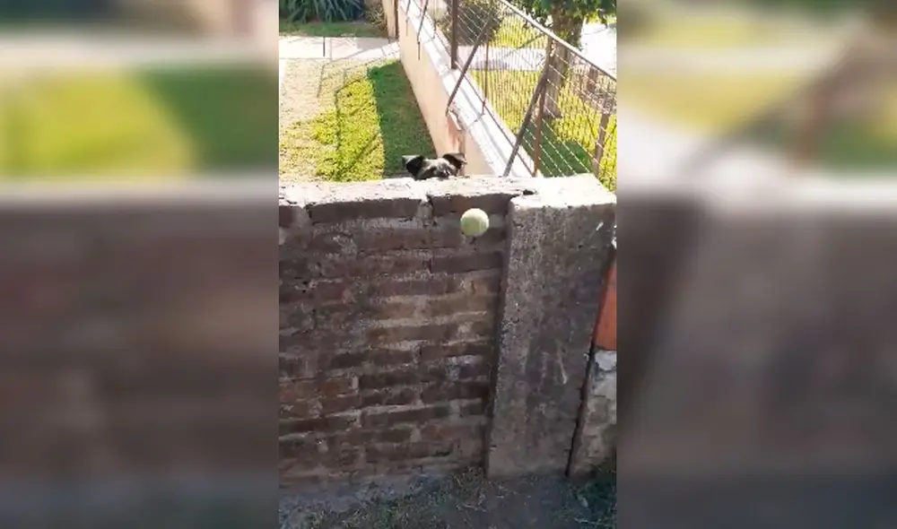 Desliza las imágenes para apreciar la tierna reacción de un perro al jugar con un pequeño desde su patio. Foto: Captura de Facebook